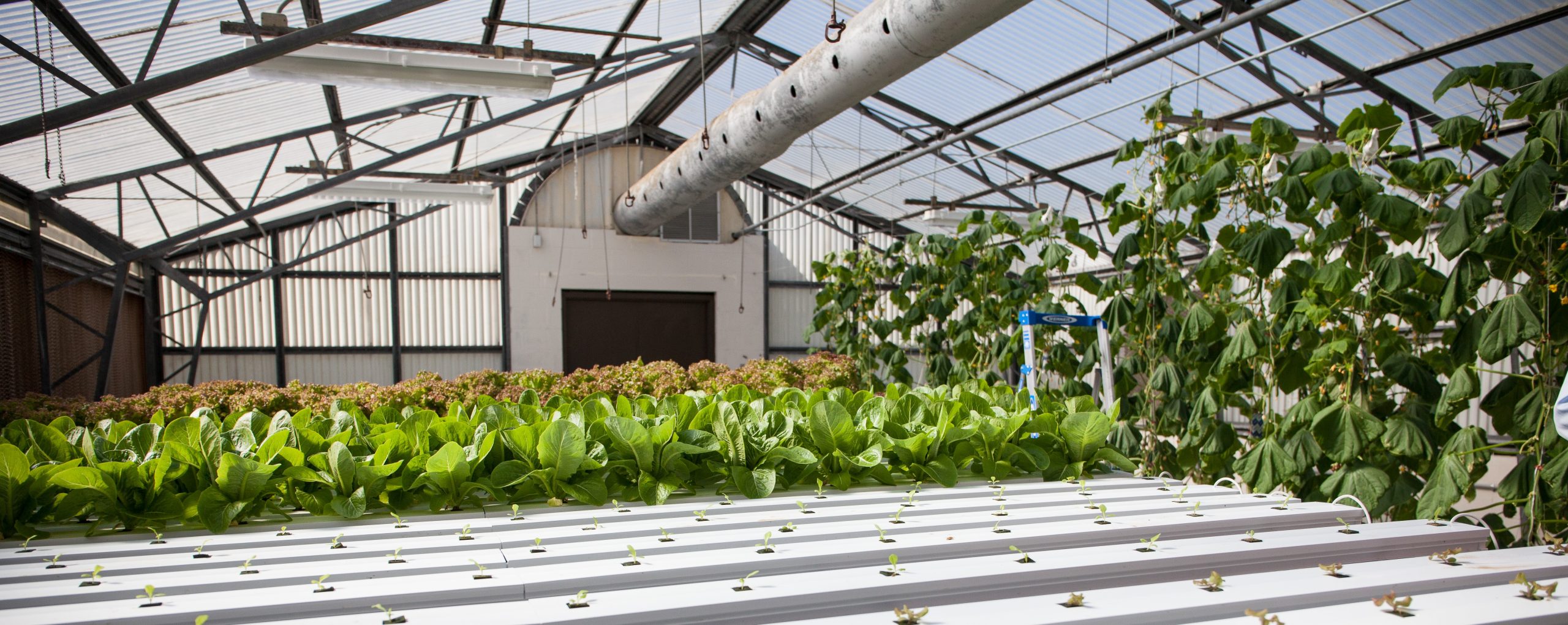 Greenhouse Safety